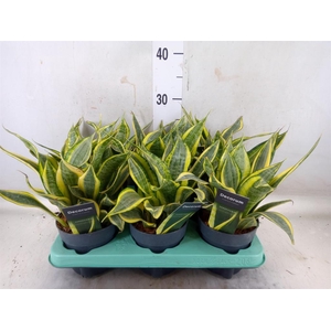 Sansevieria trifa.   ...