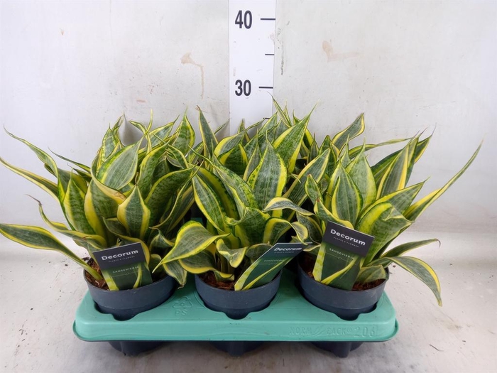 <h4>Sansevieria trifa.   ...</h4>