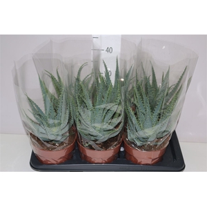 Aloe Arborescens