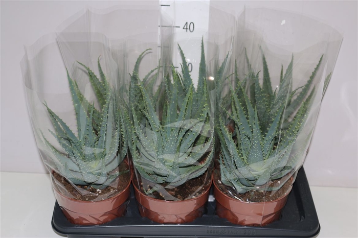 <h4>Aloe Arborescens</h4>