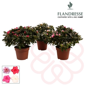 Azalea Flandresse® 'gemengd' 30 - 32 cm