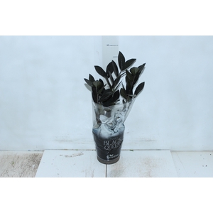 ZAMIOCULCAS BLACK QUEEN P14
