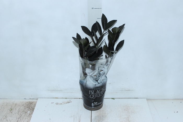 <h4>ZAMIOCULCAS BLACK QUEEN P14</h4>