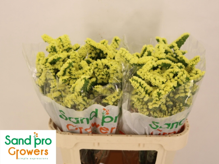 <h4>LIM S SIN MAX YELLOW</h4>