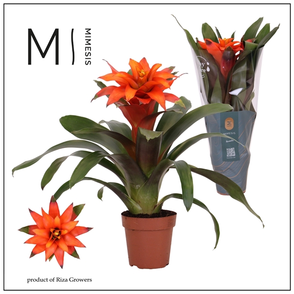 <h4>Mimesis Guzmania Fiero Orange - 12 cm</h4>