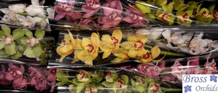 <h4>CYMB T GEM BROSS</h4>