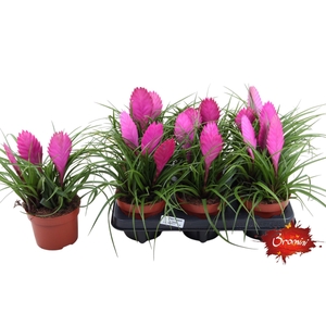Toef 12cm Cyanea