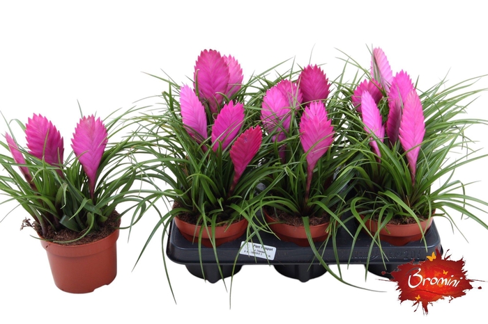 <h4>Toef 12cm Cyanea</h4>