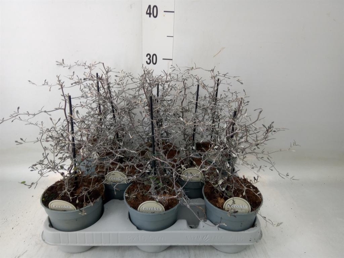 <h4>Corokia cotoneaster</h4>