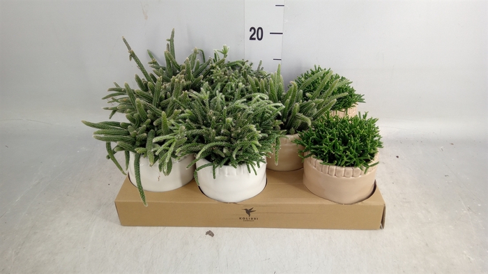 <h4>Rhipsalis   ...mix</h4>