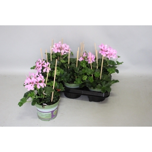 Pelargonium Cascade Appelblossom