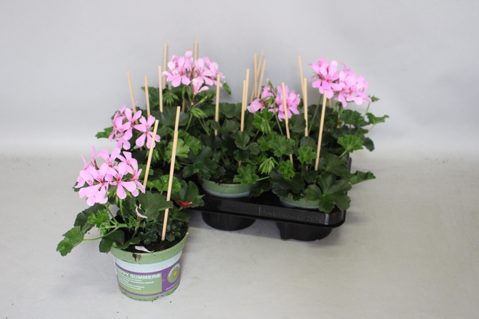 <h4>Pelargonium Cascade Appelblossom</h4>