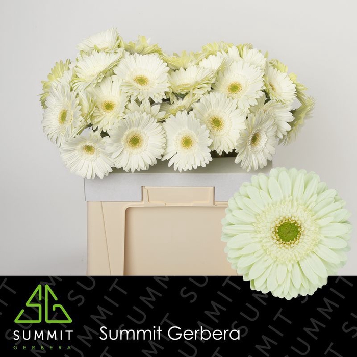 Gerbera Mint Water