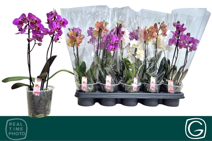 <h4>PHAL MF GEM 3 KL</h4>