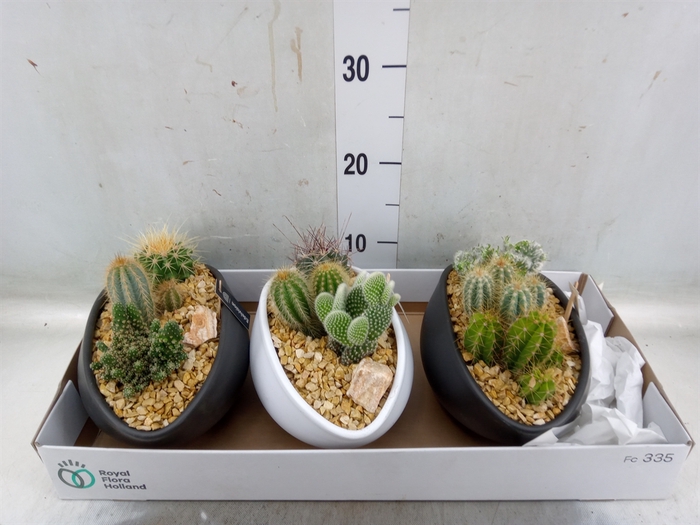 <h4>Cactus   ...</h4>
