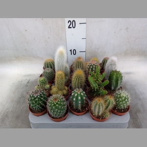 Cactus   ...mix