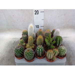 Cactus   ...mix
