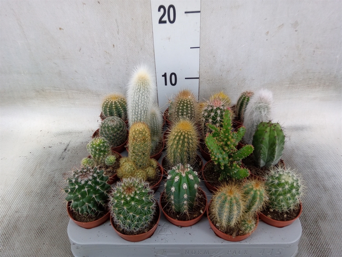 <h4>Cactus   ...mix</h4>