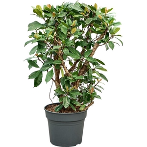 Ficus cyathistipula (140-180)