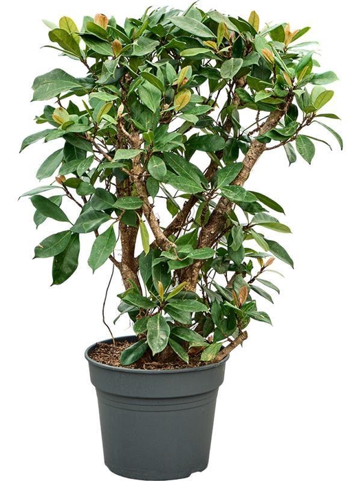<h4>Ficus cyathistipula (140-180)</h4>