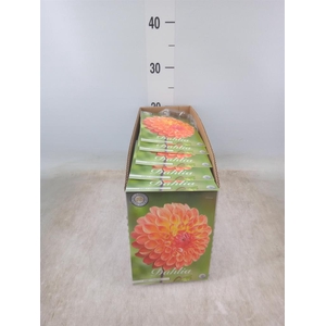 Dahlia   ...flowerbulbs