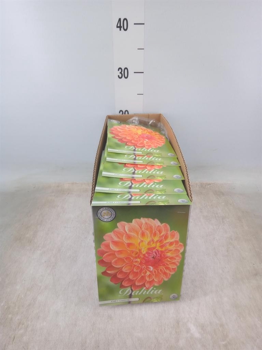 <h4>Dahlia   ...flowerbulbs</h4>