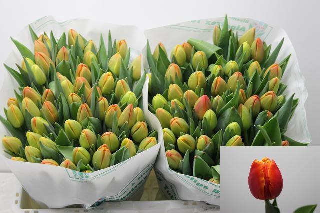 <h4>TU DU ICOON</h4>