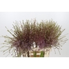 Allium Schubertii