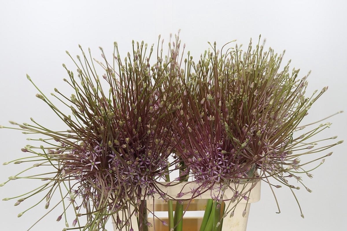 <h4>Allium Schubertii</h4>