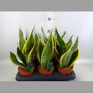 Sansevieria trifa. 'Futura Superba'