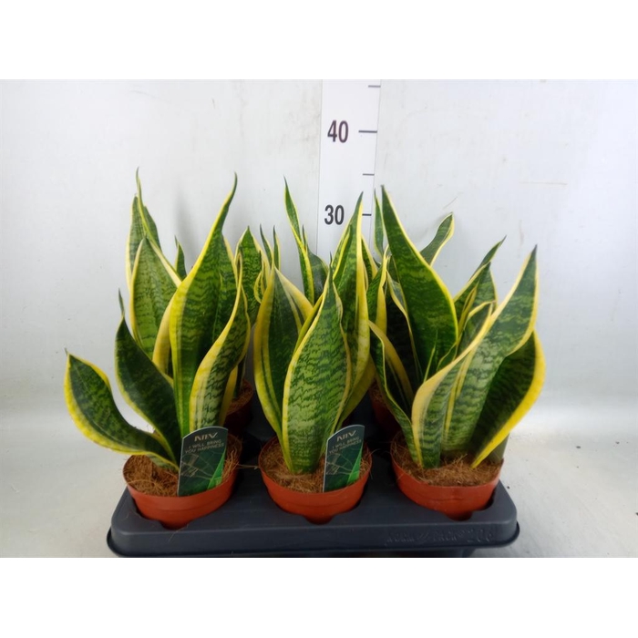<h4>Sansevieria trifa. 'Futura Superba'</h4>