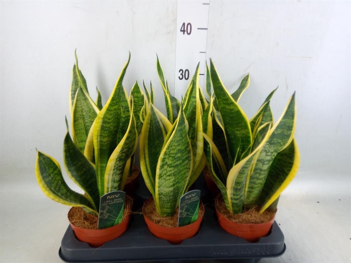 Sansevieria trifa. 'Futura Superba'