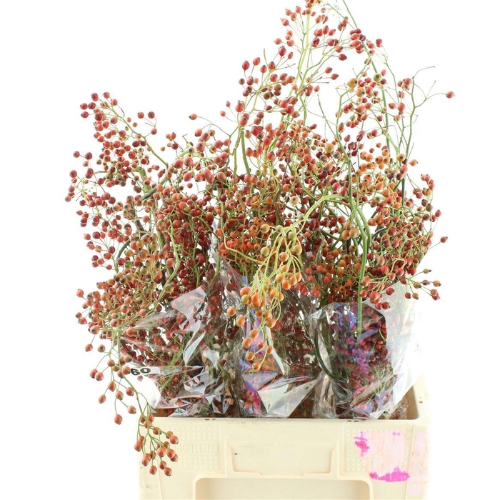 <h4>ROSA CORALLO</h4>
