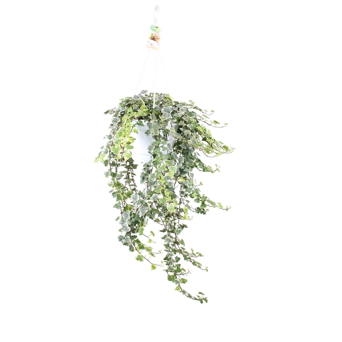 <h4>Hedera helix 'White Wonder'</h4>