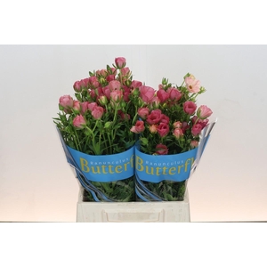 Ranunculus Butterfly Lycia