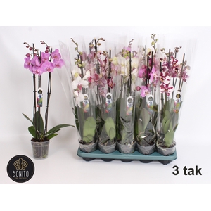 PHAL GEM 5 KL