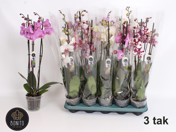 <h4>PHAL GEM 5 KL</h4>