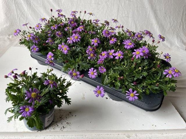 <h4>BRACH BRAS VIOLET</h4>