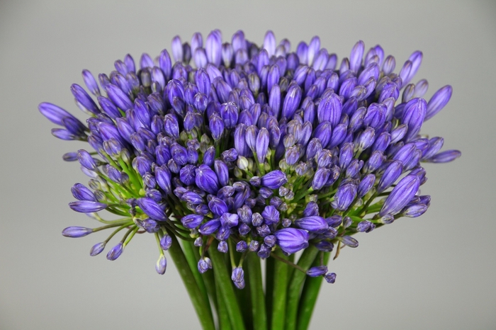 <h4>Agapanthus EYFORI Blue</h4>