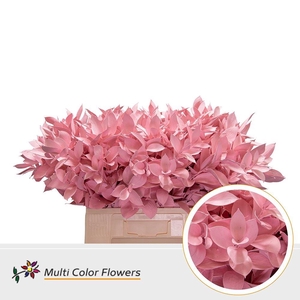 Hard Ruscus DYED Pink Light