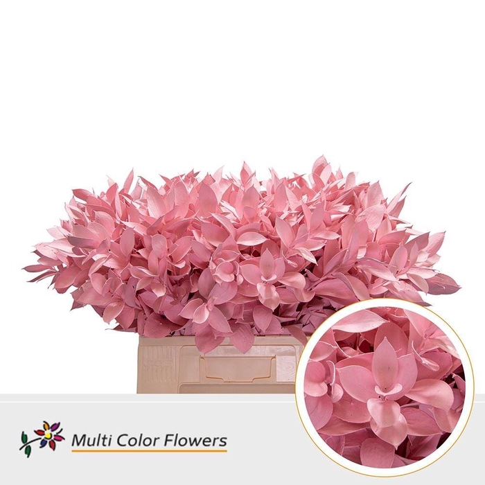 <h4>Hard Ruscus DYED Pink Light</h4>