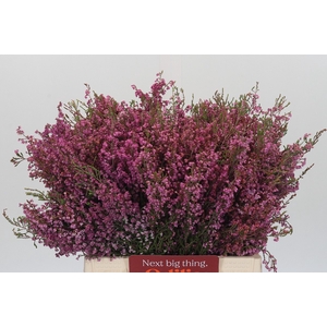 Kaaps Groen Erica Melanthera