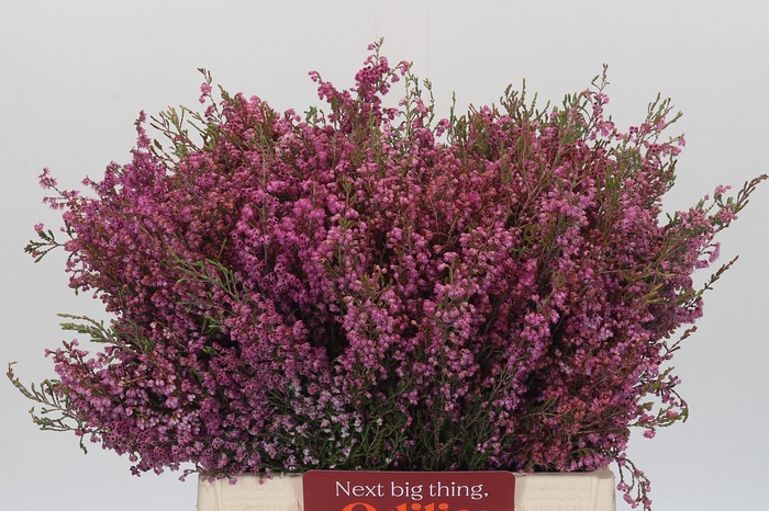 <h4>Kaaps Groen Erica Melanthera</h4>