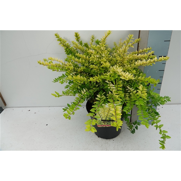 <h4>Lonicera nit. 'Golden Glow' PBR C2</h4>