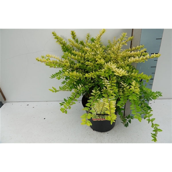 <h4>Lonicera nit. 'Golden Glow'</h4>