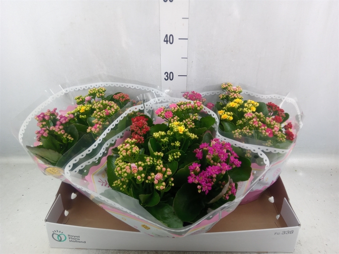 <h4>Kalanchoe blos.   ..rosebud mix/pot</h4>