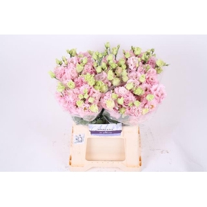 LIS G ALISSA PINK LISIANTHUS 45CM A