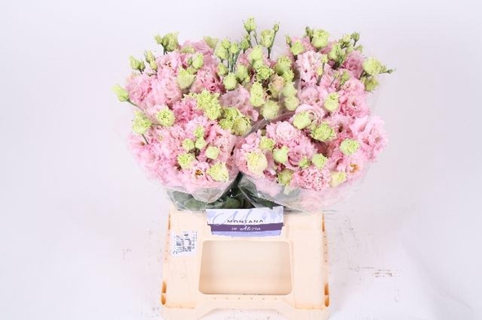 <h4>LIS G ALISSA PINK LISIANTHUS 45CM A</h4>