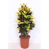 Codiaeum Mrs Iceton