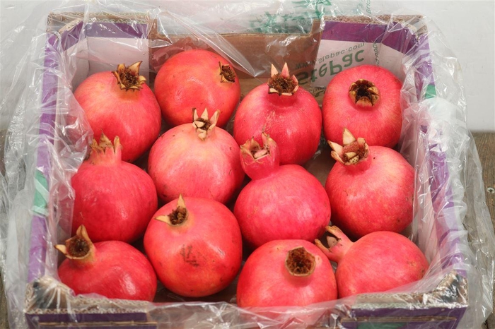 Sier Granaatappel Red X12 P Box